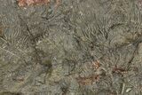 Silurian Fossil Crinoid (Scyphocrinites) Plate - Morocco #255716-1